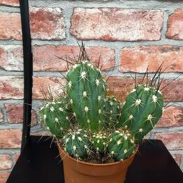 Cactus M20