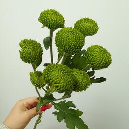 Dekor Flora