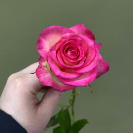 BB Flowers
