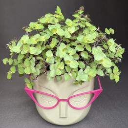 GreenDecor