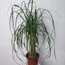 Yanacvetok
