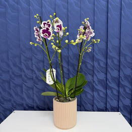 SUNFLOR
