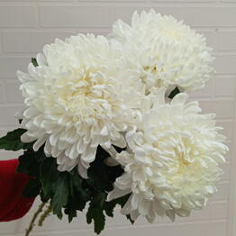 Beautiful Flowers