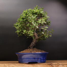 Bonsai fitosystems
