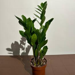 Indoor plant Zamiokulkas