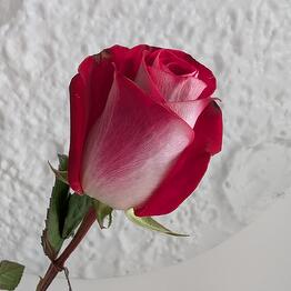 ROZEN
