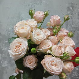 Beautiful Flowers