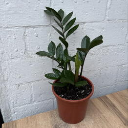 Plants of Tatiana Svetlakova