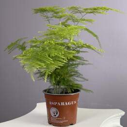 vip flower