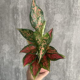 Mansarda Form&Flora