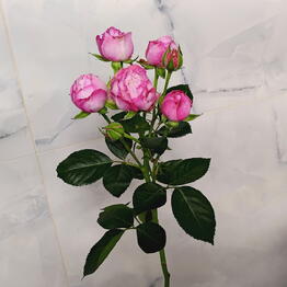Kekelidze Flowers