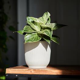 plants.nsk&kashpo_gorshok