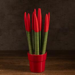 LuxuryPlants
