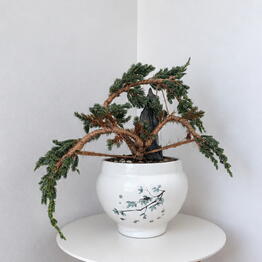 Pilea 