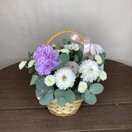 Brassica 