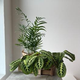 Pervocvet Flowers на Аэродромной