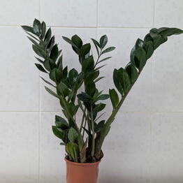 Vetka