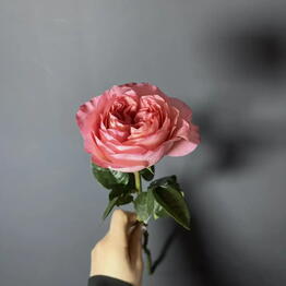 Seno_flo