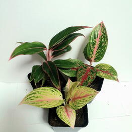 MIXPLANTS SPb