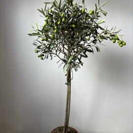 Art_flowers_msk cvety