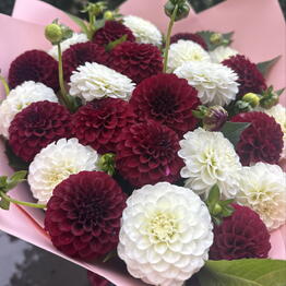 Garden Flowers