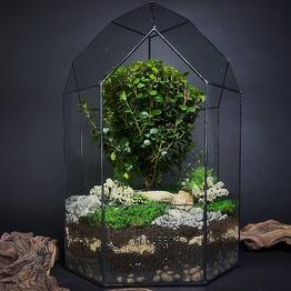 Florarium con mirsina africana "el Jardín del alma"