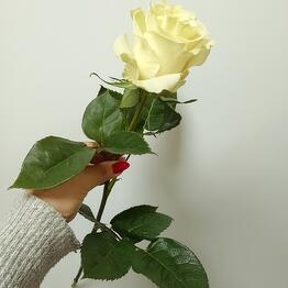Dekor Flora