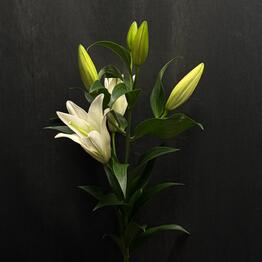 GI_Flowers