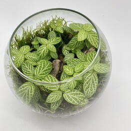 plants.nsk&kashpo_gorshok