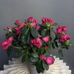 MisunFlora