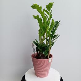 Pion Pionych premium