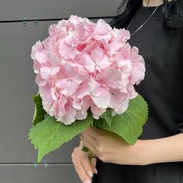 Hydrangea pink Holland