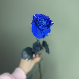 FlorSeason