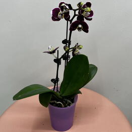 BestFlora