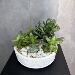 Tropi Decor студия озеленения
