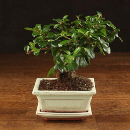 LuxuryPlants
