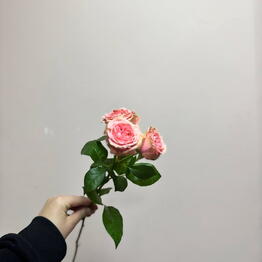 MAD PEONY