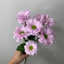 ,,Fleur de fee,, (Цветочная фея)