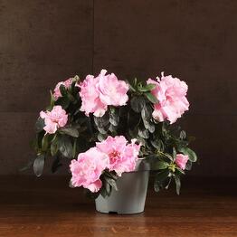 LuxuryPlants