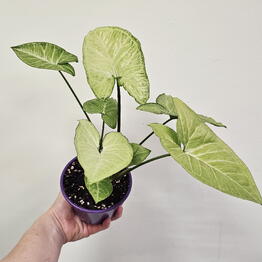 Plant syngonium butterfly