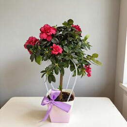 SUNFLOR