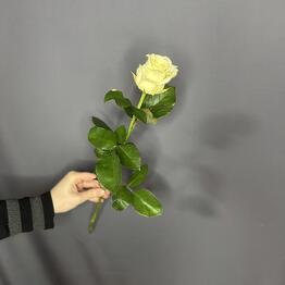 Галерея цветов