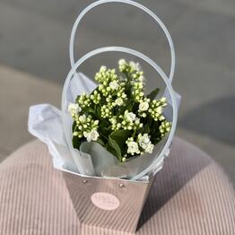 MaVa Flowers