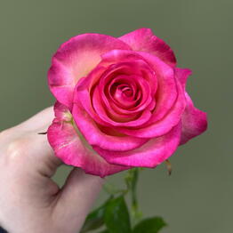 BB Flowers