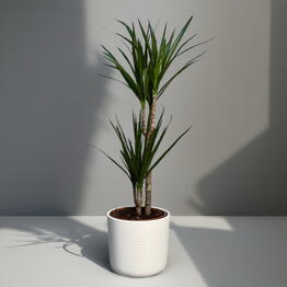ДРАЦЕНА (DRACAENA) MA TOEF X 2