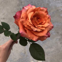 KönigFlower