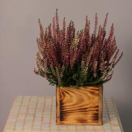 Flowers to bee