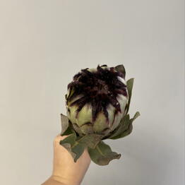 LiliaPodshibyakina