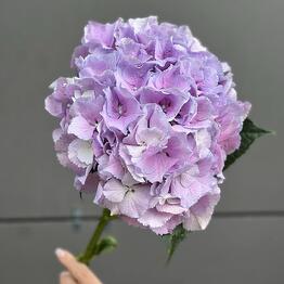 Hydrangea holland is large