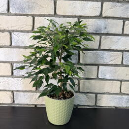 Green Lavka 37